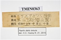 Papilio dialis tatsuta Collection Image, Figure 4, Total 4 Figures